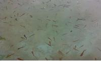 Murrel Fish Seeds