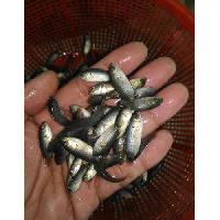 Koi Fish Seeds