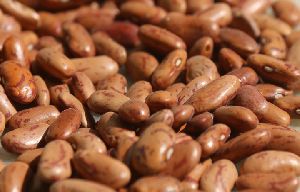 Gunwanti Light Speckled Kidney Beans