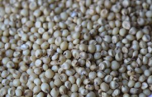 Gunwanti Sorghum Seeds