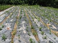 Agriculture Mulching Sheet