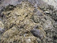 Cow Dung - Fresh for ETP Aeration Tank Use, Bacteria Growth