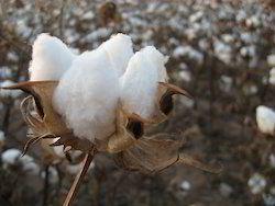 Natural White Cotton