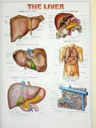 medical charts