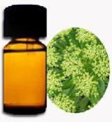 Angelica Root Oil