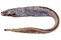 Eel Fish