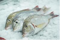 chilled fish