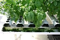 hydroponic systems
