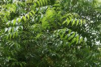 NEEM PLANTS