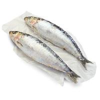 lesser sardine fish