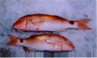 chilled red snapper fish