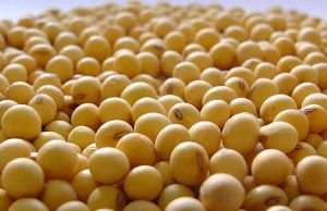 Soybean Seeds