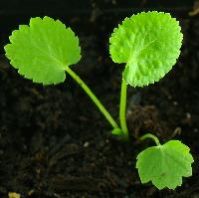 flower seedling