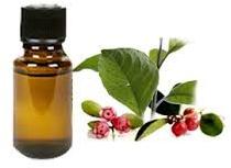 Wintergreen Oil