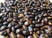 Castor Oil Seed