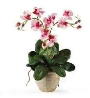 artificial orchids