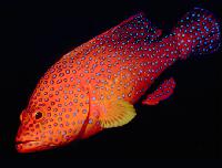 coral trout