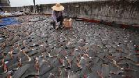 Dried Shark Fins