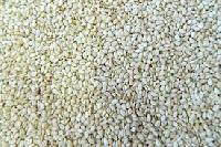 Sesame Seeds