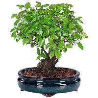 Bonsai Plants