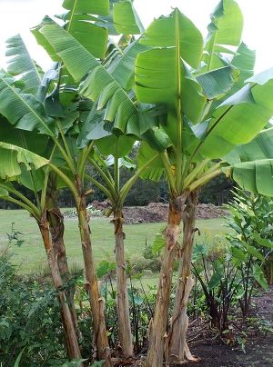 Banana Sucker Plants