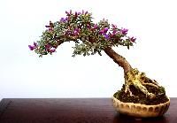 Bonsai Plants