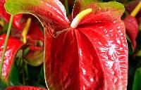 Anthurium