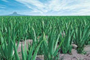 Aloe Vera Plant