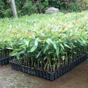 Nilgiri plant