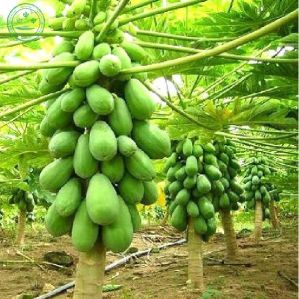 papaya plants