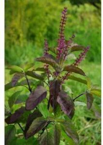 tulsi seeds