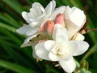 tuberose