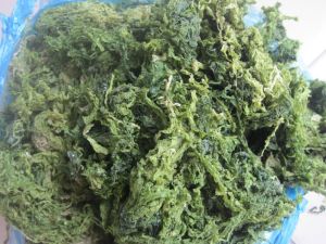 Tasmanian Seaweed Powder