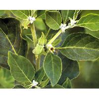 Ashwagandha Plant