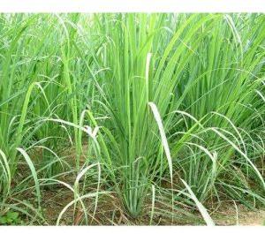 Lemongrass Plants