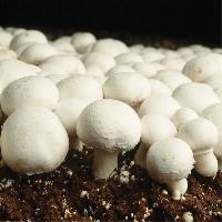 fresh white mushroom