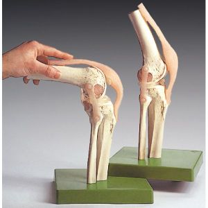 Knee Joint Model