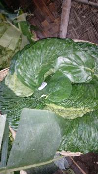 Betel Leaf