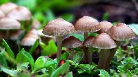 mushroom plant