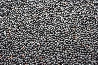 canola seed