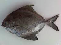 Black Pomfret Fish