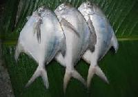 White Pomfret Fish