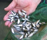 Singi live fish seeds