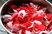 fresh rose rose petals
