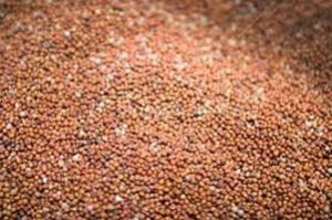 Barnyard Millet Seeds