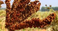 Finger Millet Seeds