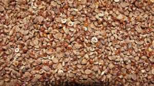 Kodo Millet Seeds