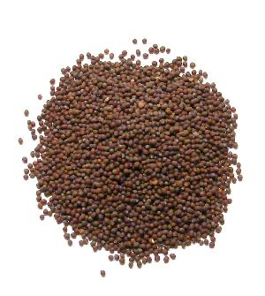 Mustard Seeds