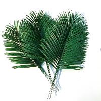 palm leaves