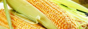 Corn/Maize